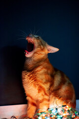 Beautiful young orange tabby cat plays with decor with Christmas lights, holiday home eve decoration