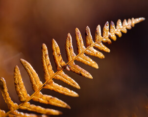 close up of fern leaf in november 