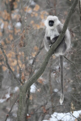 Himalayan grey langur Semnopithecus ajax