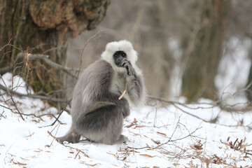 Himalayan grey langur Semnopithecus ajax
