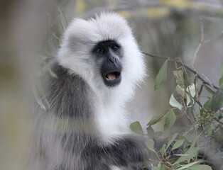 Himalayan grey langur Semnopithecus ajax