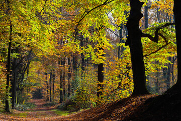 beautiful colors of an autumn forest in the Netherlands