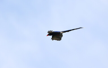 Taiwan Blue Magpie, Urocissa caerulea