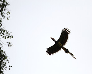 Helmeted Hornbill, Rhinoplax vigil