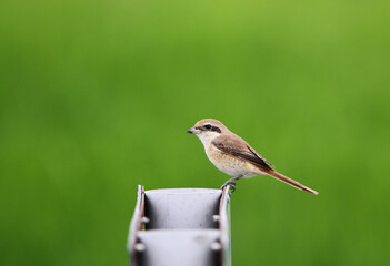 Brown Shrike, Lanius cristatus