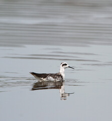 Red-necked Phalarope, Phalaropus lobatus