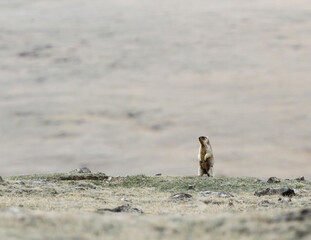 Tarbagan marmot, Marmota sibirica