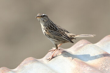 Upland Pipit, Anthus sylvanus