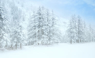 Naklejka premium Beautiful view of Trees with snow in winter park