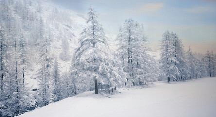 Panoramic view winter landscape with forest, trees covered snow and sunrise scenery mood