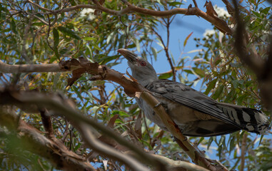 channel-billed cuckoo