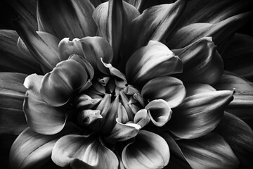 Blüten Dahlia in Makro schwarz-weiss