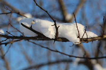 Zima. Gałązki drzewa w śniegu. 