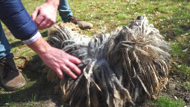 Man hands parting a purebred Puli dog's long hair, on a garden