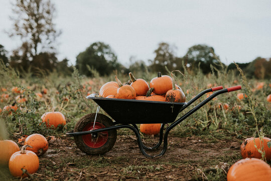 Halloween pumpkins in a wheelbarrow dark autumn mood