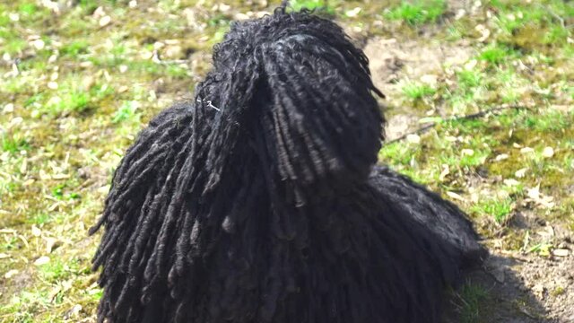 Black purebred Puli dog sitting on a garden and looking around, on a windy day