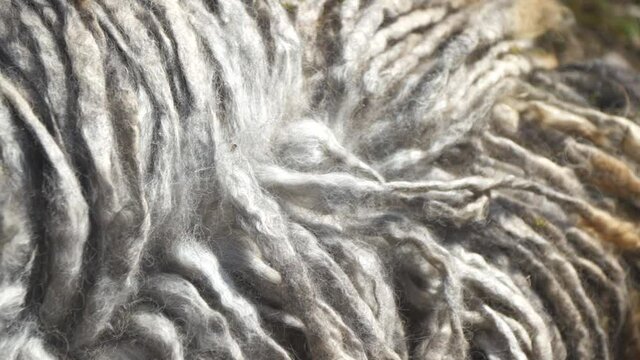Close up of a purebred Puli dog's long hair, on a garden