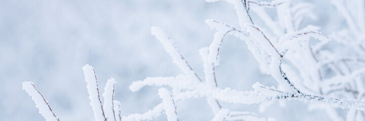 Snow and rime ice on the branches of bushes. Beautiful winter background with trees covered with...