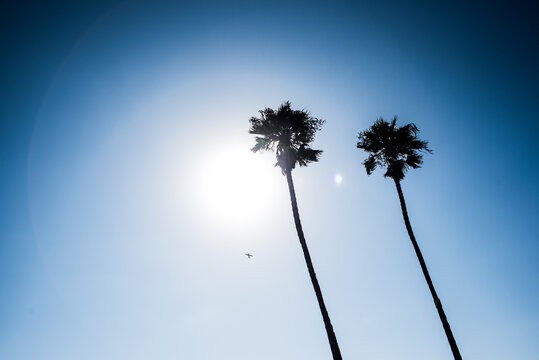 Palm trees and and airplane in Venice beach, Los Angeles, California, USA