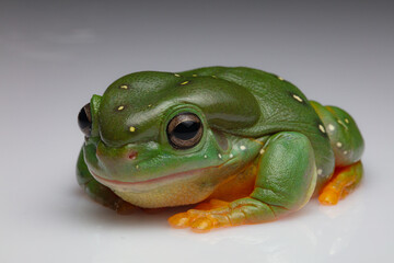 Green Tree Frog