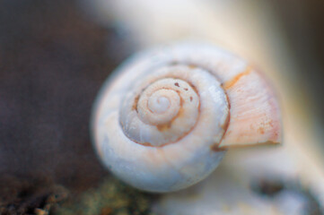 Mollusk shell is on the river coast. Marine animal shell with focus on the spiral.