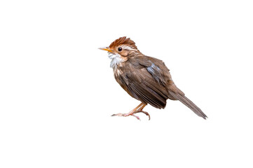 Puff-throated Babbler isolated on white background