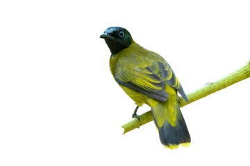 Black-headed Bulbul bird isolated on white background