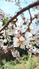 Spring cherry blossom on a branch