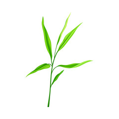 Green Bamboo Leaf Isolated on White Background Vector Illustration