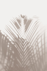 Fototapeta premium Blurred green palm leaves on off white background
