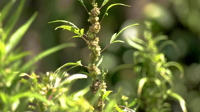 Plan large d&rsquo;un pied de cannabis chanvre naturel pousse au soleil gros plan sur un pied de marijuana pour consommation m&eacute;dicale de couleur verte dans un champ biologique de sativa indica 