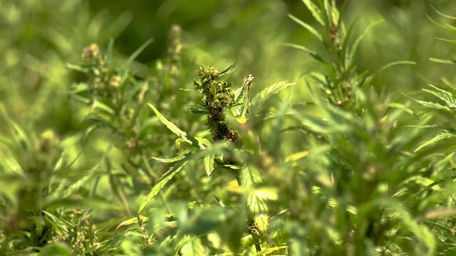 Plan large d&rsquo;un pied de cannabis chanvre naturel pousse au soleil gros plan sur un pied de marijuana pour consommation m&eacute;dicale de couleur verte dans un champ biologique de sativa indica 