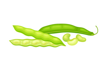 Green Open Pod with Kidney-shaped Beans or Seeds as Vegetable Crop Vector Illustration