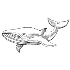  isolated, blue whale sketch, hand drawn