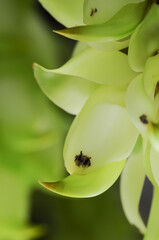 Mucuna birdwoodiana flowers blossom in the spring, the shape is like a bird