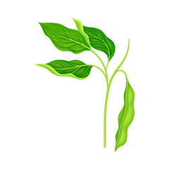 Fototapeta na wymiar Green Stalk of Flowering Bean Plant with Hanging Pod as Vegetable Crop Vector Illustration