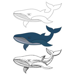 vector, isolated, blue whale on white background