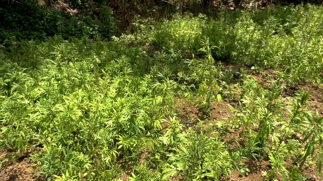 Plan large d&rsquo;un pied de cannabis chanvre naturel pousse au soleil gros plan sur un pied de marijuana pour consommation m&eacute;dicale de couleur verte dans un champ biologique de sativa indica 