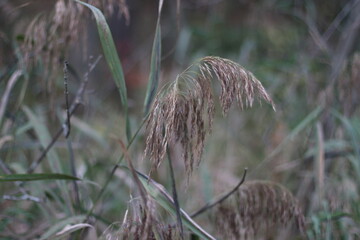 A blade of grass on the background of another grass