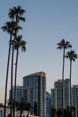 Fototapeta na wymiar Palm trees and skyscrapers, San Diego, California, USA