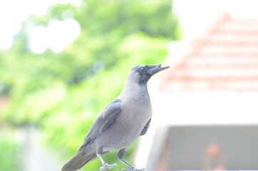 Common raven with broken beak