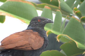 Red eyes of Crow Pheasant , Indian Bharadwaj 