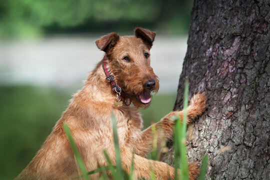 Close-up portrait of an Irish Terrier. Looks at the camera.