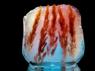 creative macro photography of dry grass frozen in ice and backlit in the dark