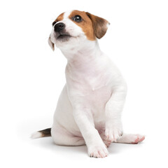 Jack Russell Terrier puppy isolated on white background. Dog jack terrier sitting front view studio shot. - obrazy, fototapety, plakaty