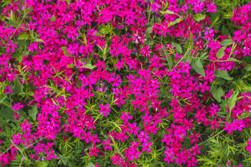 subulate phlox flowers background 