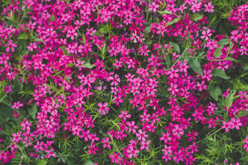 subulate phlox flowers background 