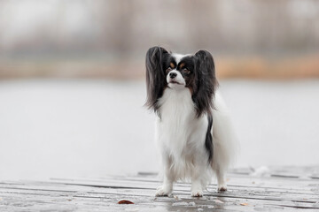 Papillon dog. Cute and beautiful dog breed continental toy spaniel  outdoors in fall