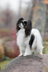 Papillon dog. Cute and beautiful dog breed continental toy spaniel  outdoors in fall