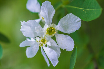 white flowers close up